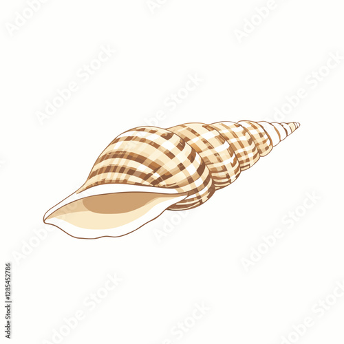 Isolated shells with white Background vector  illustration