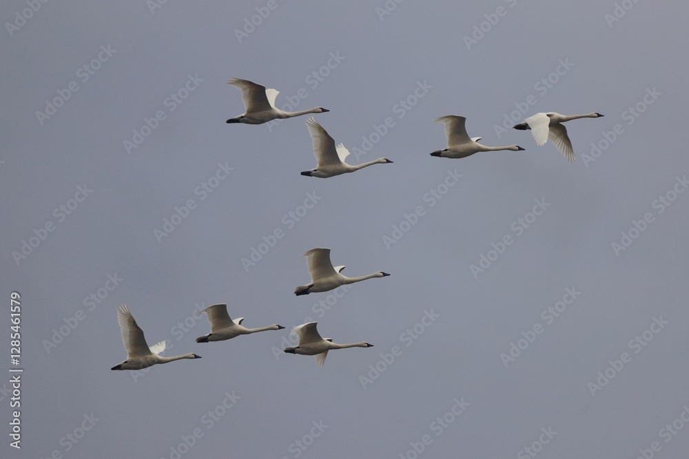 Swans in Flight Against Gray Sky Swans in Flight Against Gray Sky