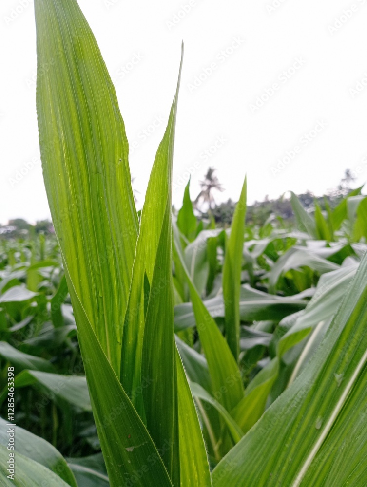 Fototapeta premium Closeup of a cornfield, suitable for agriculture publications, food industry promotions, and nature themed designs for various marketing materials.