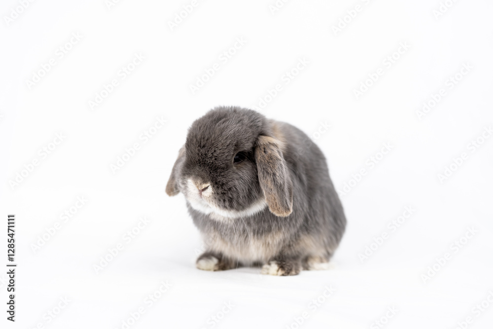 うさぎ うさぎ
