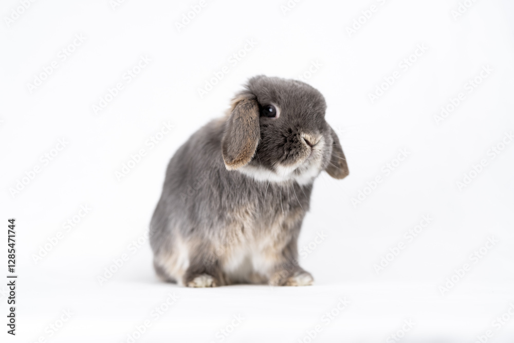 うさぎ うさぎ
