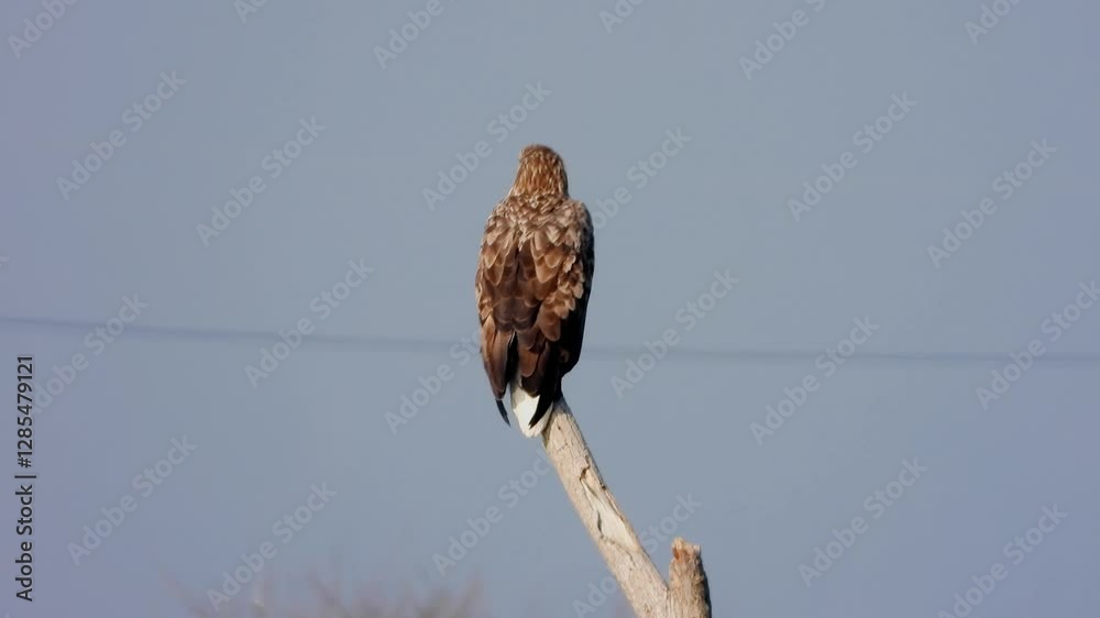 한국 겨울 흰꼬리수리 새, 맹금류
