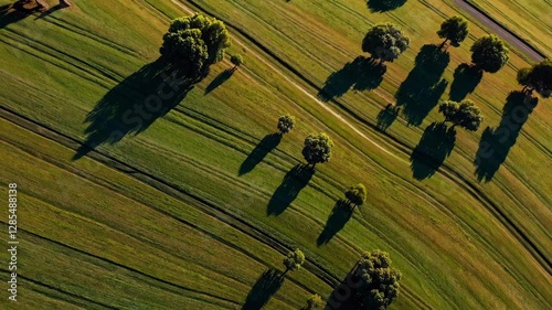 The Aerial View of Trees