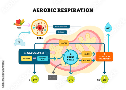 Aerobic Respiration bio anatomical vector illustration diagram, labeled educational medical scheme, glycolysis, kerbs cycle, electron transport. Citric acid cycle or TCA Cycle poster infographic.