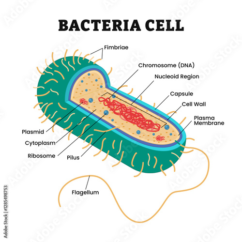 Archaea or archaebacteria structure anatomy microorganism microbiology organism parts explanation, labeled fimbriae, plasmid, capsule, flagellum, pilus, ribosome, chromosome, nucleoid,cell wall