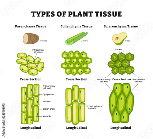 Types of plant tissue diagram poster, vector illustration, labeled longitudinal and cross section view, Parenchyma, collenchyma and sclerenchyma description information. photo