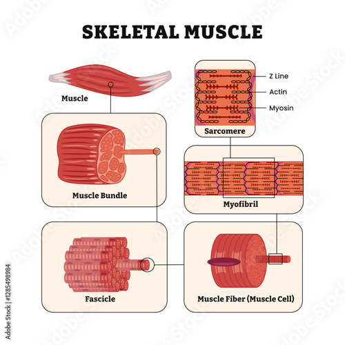 Skeletal muscle structure layers anatomy diagram poster, Labeled with bundle, fascicle, fibers, myofibril and sarcomere sections, z line, actin, myosin. Vector illustration.