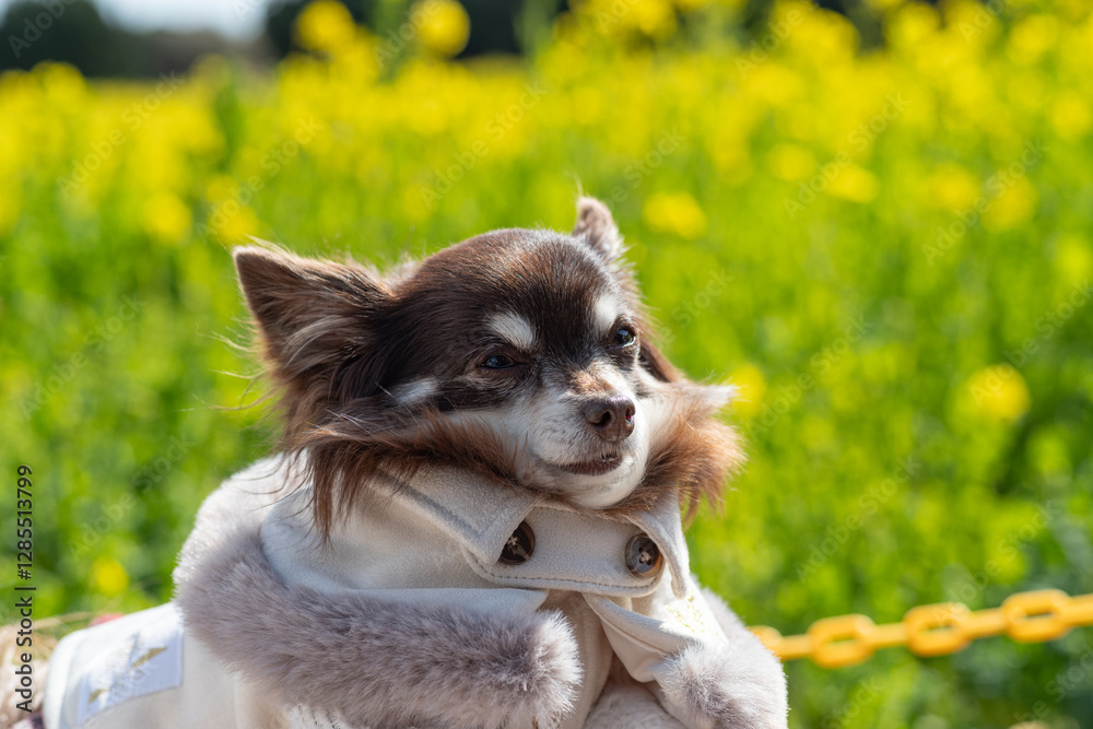 Fototapeta premium 見つめる可愛い犬