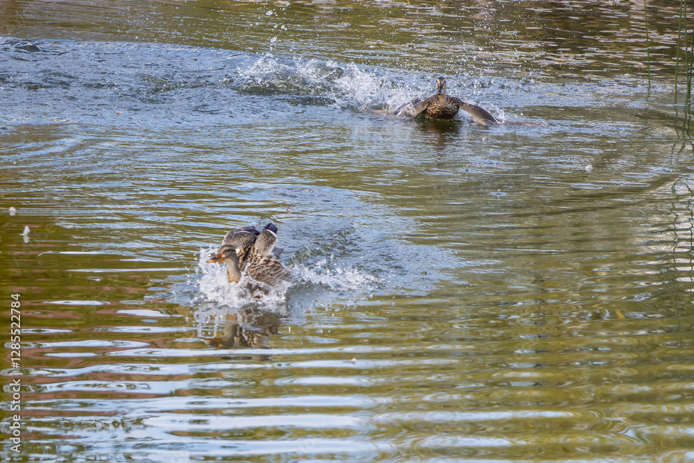 Fototapeta premium Ducks are running through the water at a calm pond