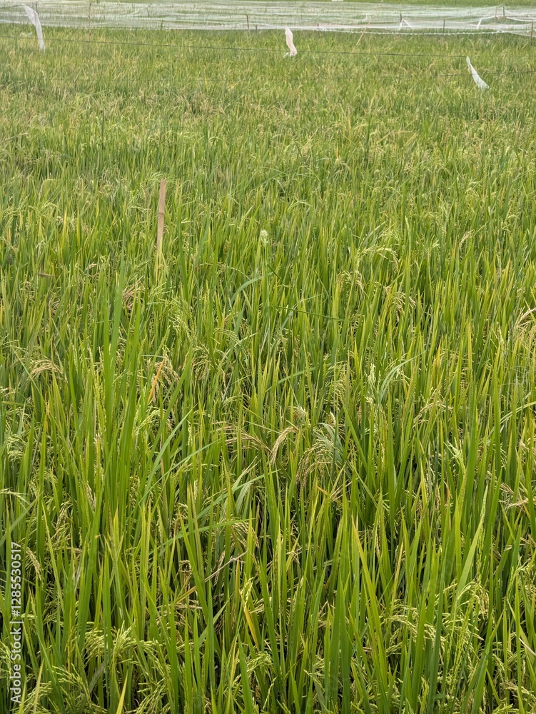 Obraz premium panorama of agrarian rice fields landscape in Central Java, like a terraced rice fields ubud Bali Indonesia