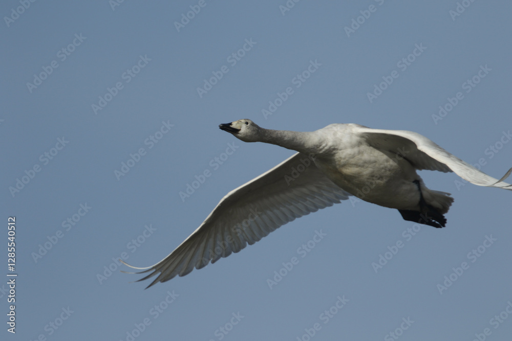 A juvenile Whooper Swan, Cygnus cygnus, flying in the blue sky . Whooper Swans are mainly a winter visitor to the UK from Iceland. A juvenile Whooper Swan, Cygnus cygnus, flying in the blue sky . Whooper Swans are mainly a winter visitor to the UK from Iceland.