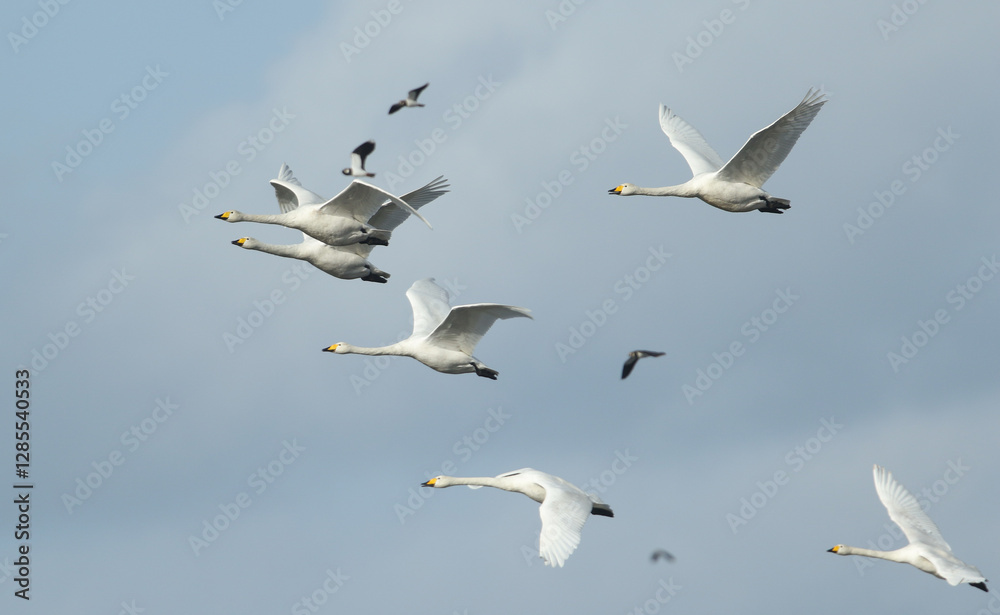 A group of Whooper Swans, Cygnus cygnus, and Lapwing flying in the blue sky . Whooper Swans are mainly a winter visitor to the UK from Iceland. A group of Whooper Swans, Cygnus cygnus, and Lapwing flying in the blue sky . Whooper Swans are mainly a winter visitor to the UK from Iceland.
