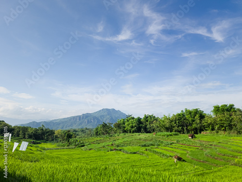 Vibrant Green Rice Terraces Under a Blue Sky at Wonogiri, indonesia photo