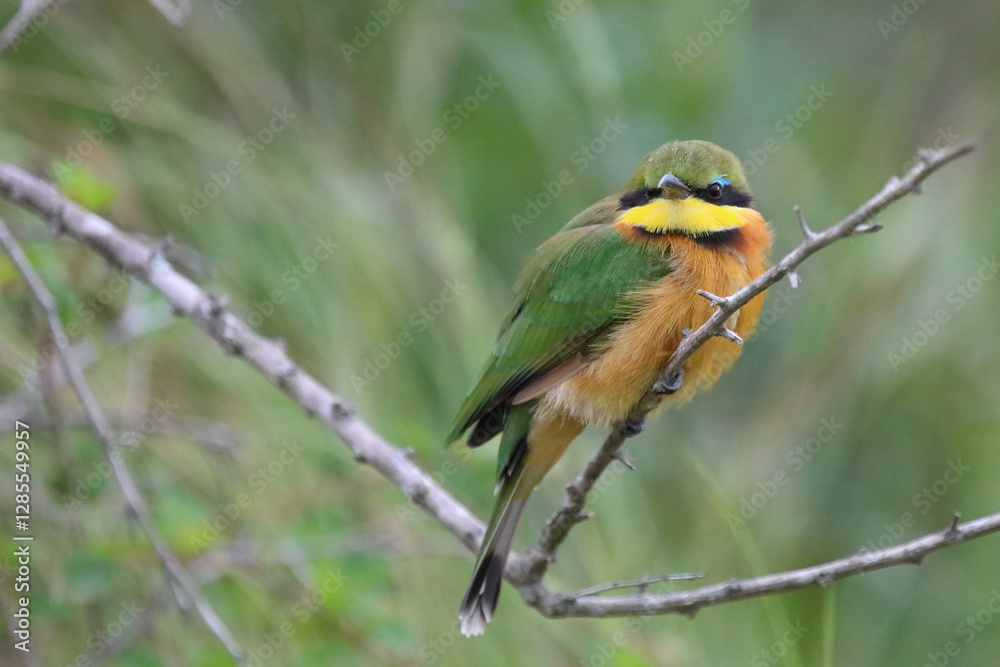 Obraz premium Zwergspint / Little bee-eater / Merops pusillus