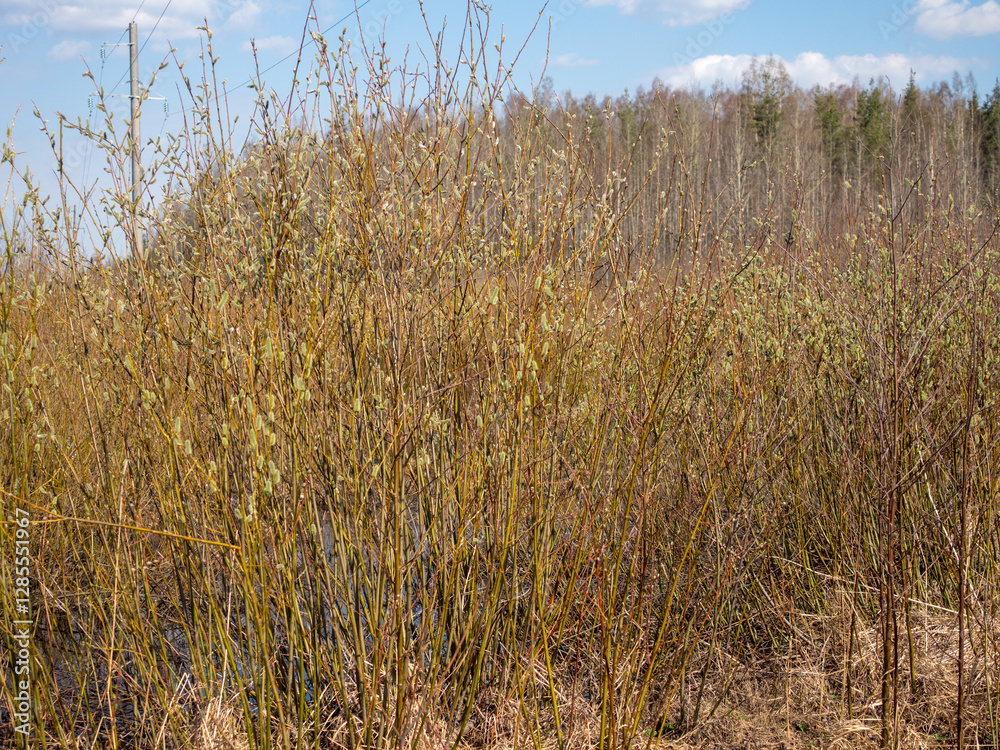willows with green buds in forest willows with green buds in forest