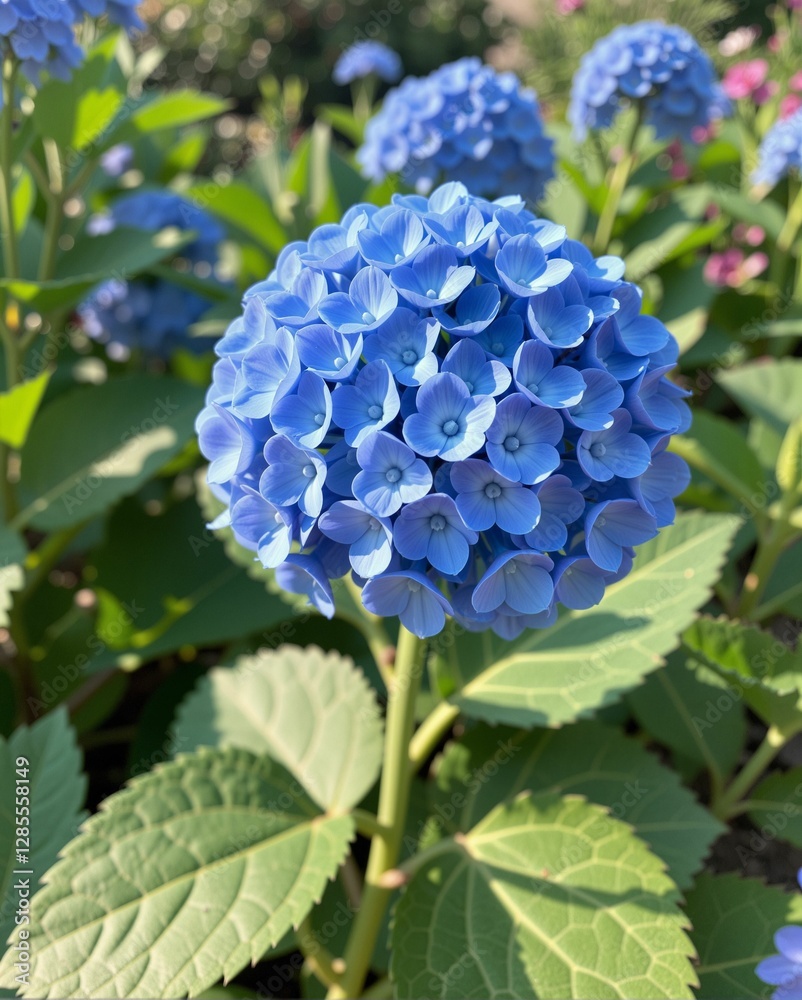A vibrant blue hydrangea bloom surrounded by lush green leaves, showcasing its delicate petals in a sunny garden setting. A vibrant blue hydrangea bloom surrounded by lush green leaves, showcasing its delicate petals in a sunny garden setting.