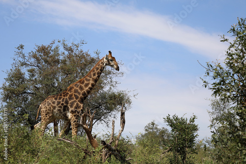 Canvas Print Giraffe / Giraffe / Giraffa camelopardalis
