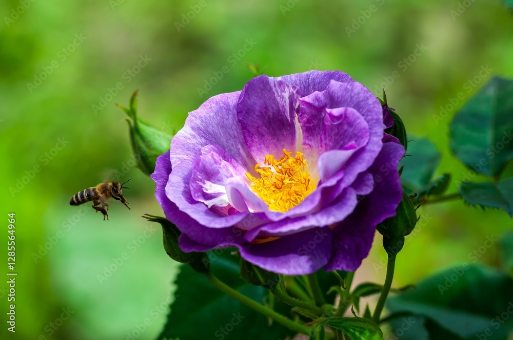 Honeybee approaching a vibrant purple rose in a sunlit garden, showcasing the beauty of nature's delicate details. Honeybee approaching a vibrant purple rose in a sunlit garden, showcasing the beauty of nature's delicate details.