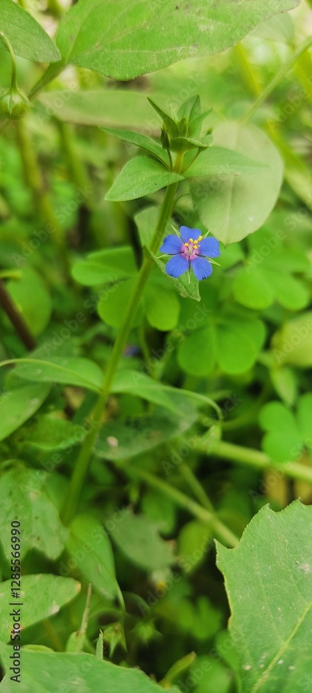 Close-up of a beautiful tiny blue wildflower among green leaves in nature🌱🍃 Close-up of a beautiful tiny blue wildflower among green leaves in nature🌱🍃