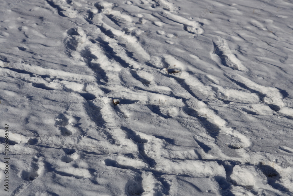 Pair of skis and ski poles lying in fresh snow, ideal for winter sports scenes or outdoor activities.