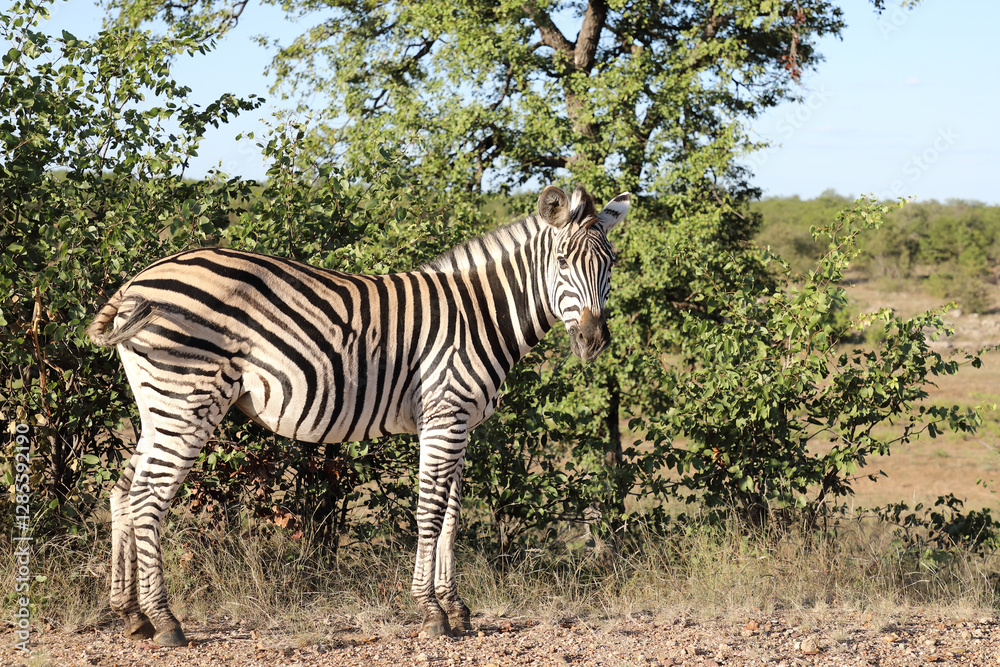Obraz premium Steppenzebra / Burchell's zebra / Equus quagga burchellii