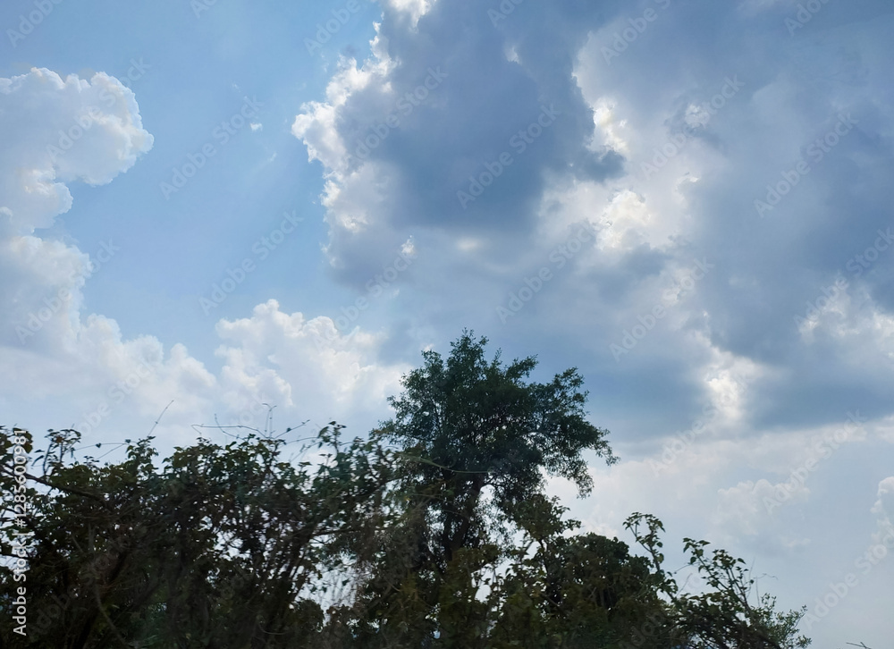Silhouette of trees against clouds in the sky background, nature photography Silhouette of trees against clouds in the sky background, nature photography