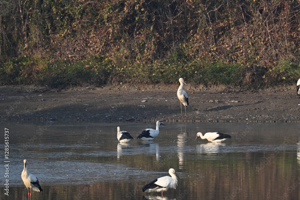 swans on the river