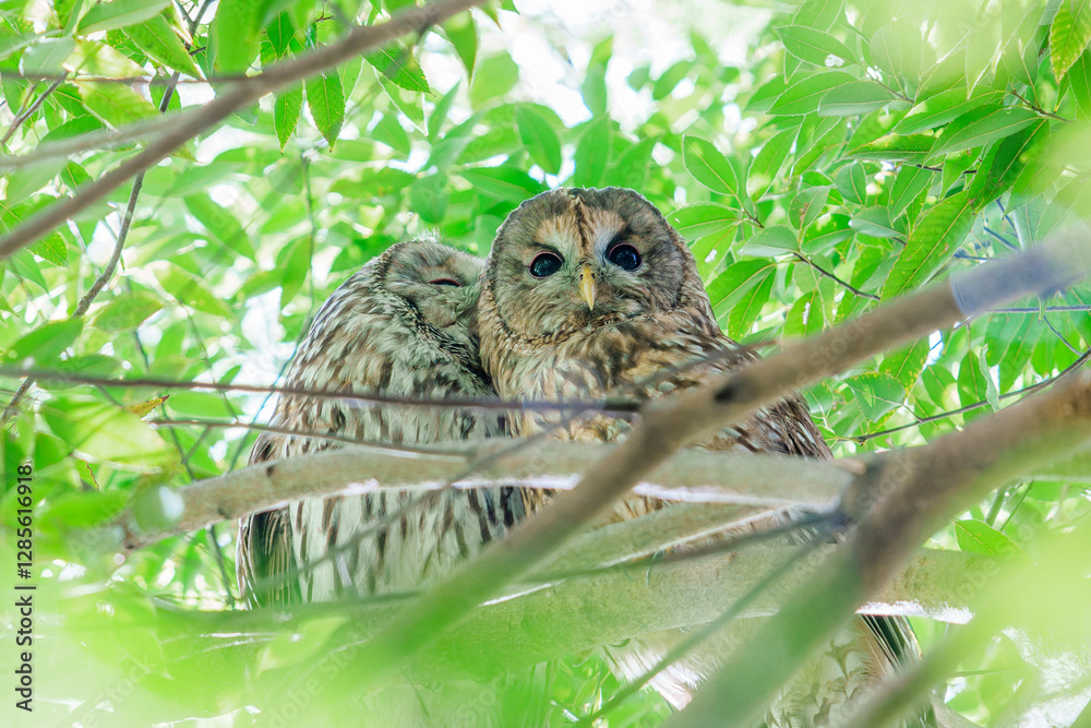 Obraz premium カップル