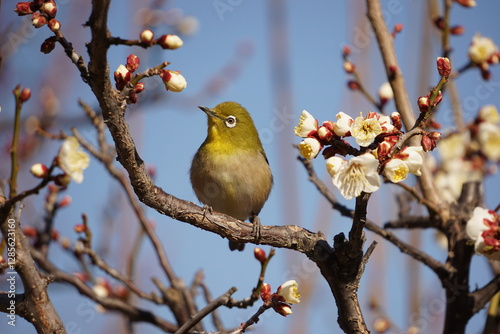 bird on a branch