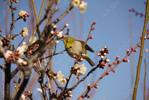 bird on a branch