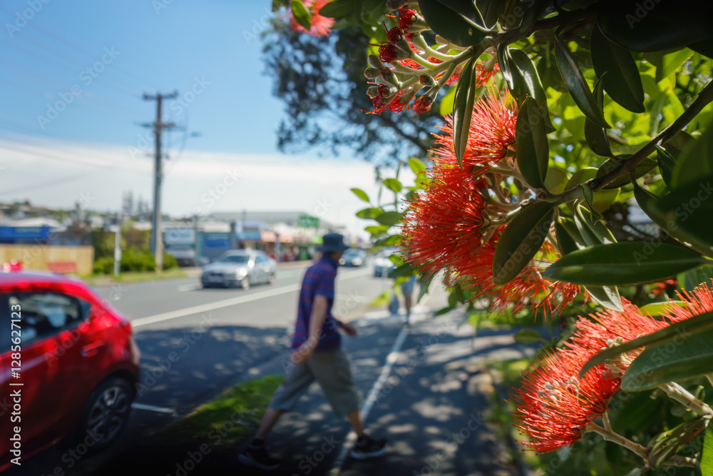 Pohutukawa trees in full bloom. People walking on pedestrian walkway. Auckland.