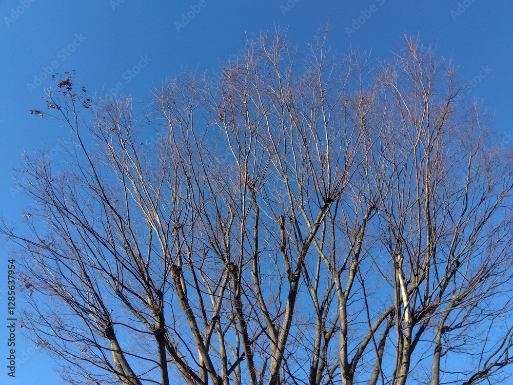 欅の枯れ木と冬の朝の青空 欅の枯れ木と冬の朝の青空