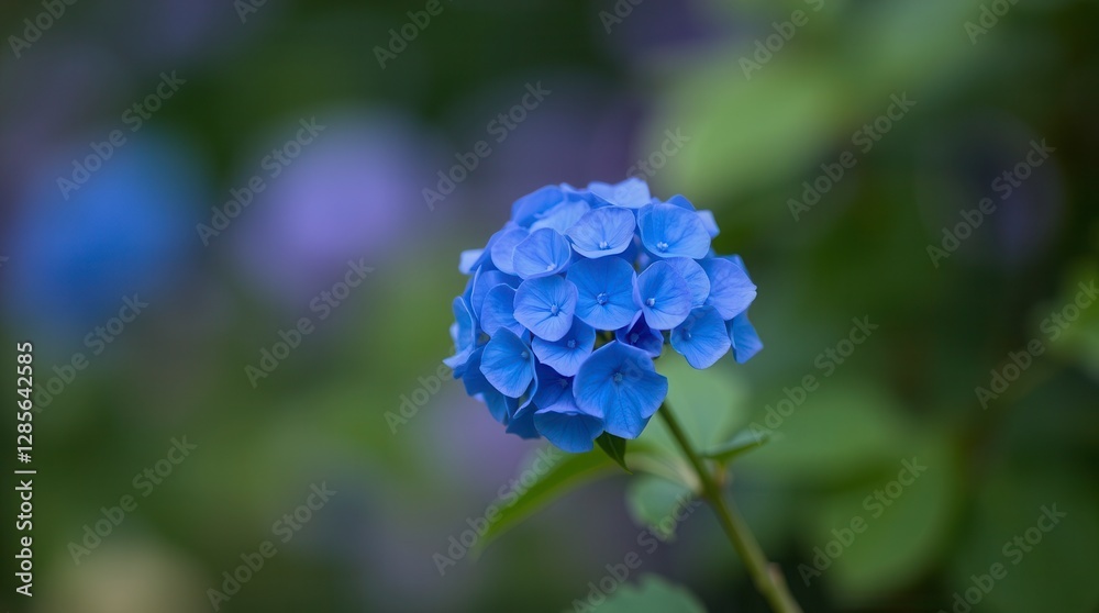 A single blue hydrangea bloom showcases its intricate petals against a soft, blurred garden backdrop. A single blue hydrangea bloom showcases its intricate petals against a soft, blurred garden backdrop.
