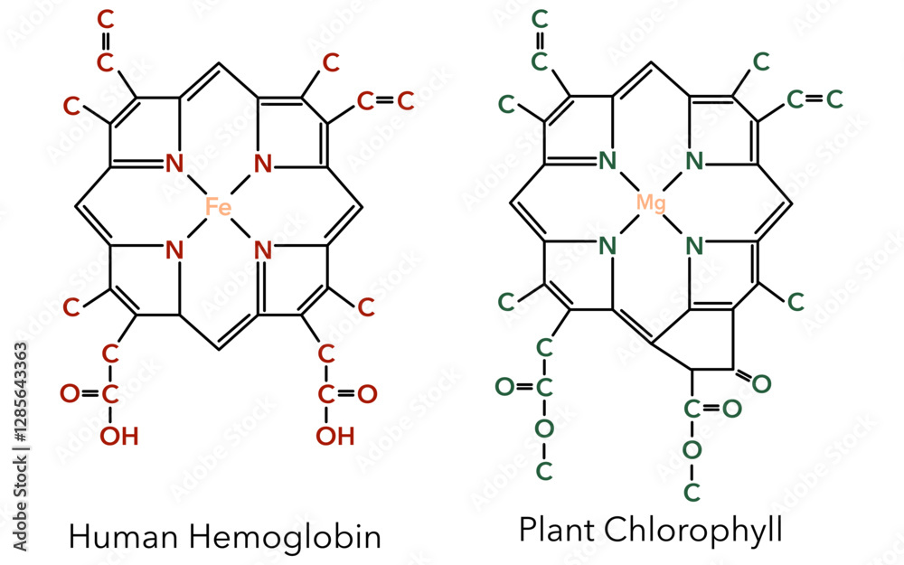 Fototapeta premium Complex of human hemoglobin and plant chlorophyll