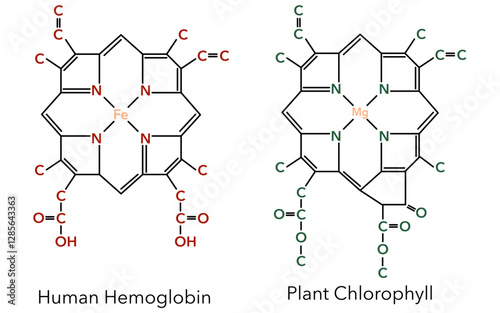 Complex of human hemoglobin and plant chlorophyll
