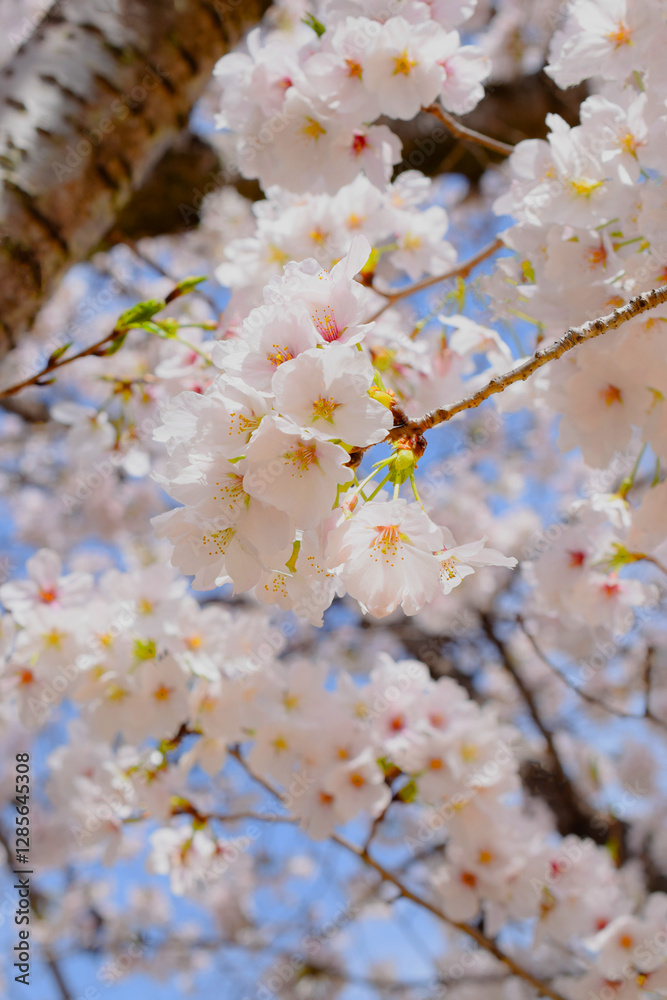 Obraz premium 満開の桜の花のクローズアップ、庭のサクラ、ソメイヨシノ、染井吉野 