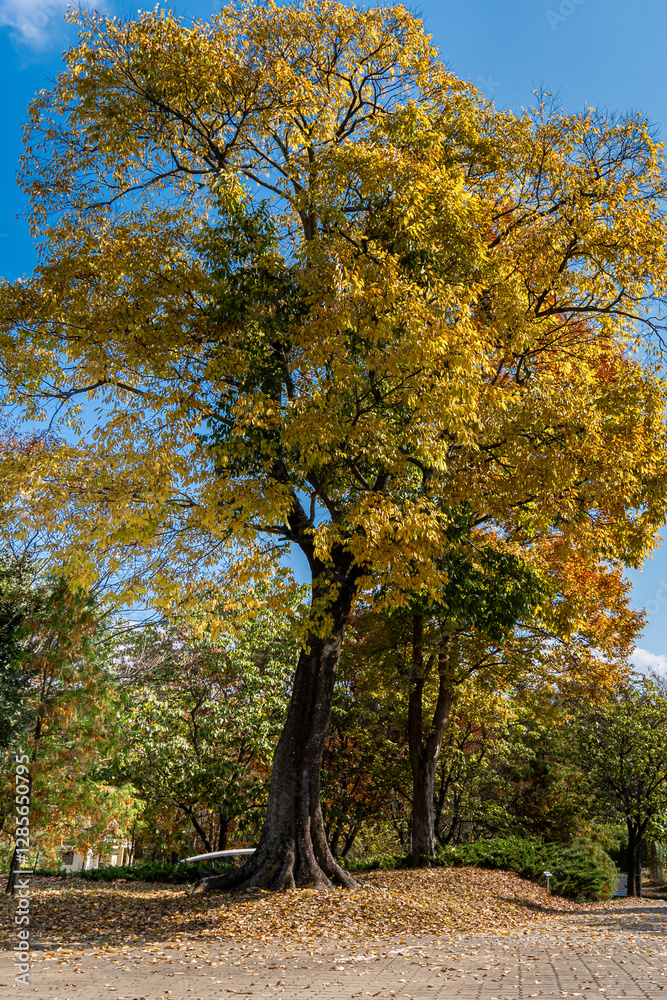 Autumn park with colorful trees with and falling leaves in the park Autumn park with colorful trees with and falling leaves in the park