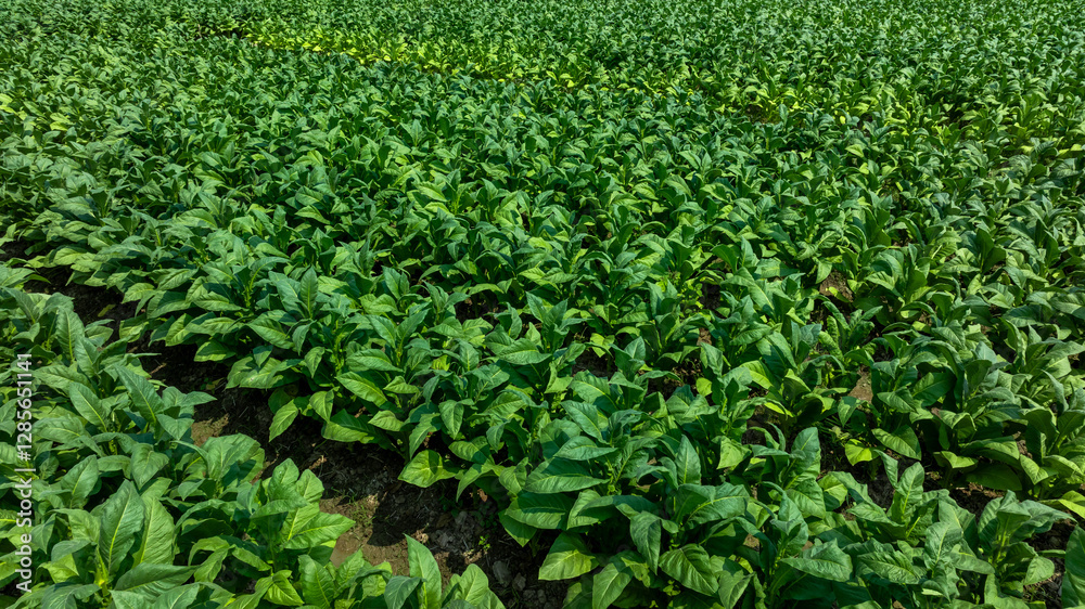 Tobacco fields plantation farmland, Green leaves tobacco plant in the field, Tobacco field in rural agricultural crop, Aerial view Tobacco fields plantation farmland, Green leaves tobacco plant in the field, Tobacco field in rural agricultural crop, Aerial view