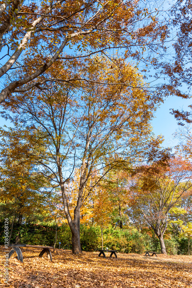 Autumn park with colorful trees with and falling leaves in the park Autumn park with colorful trees with and falling leaves in the park