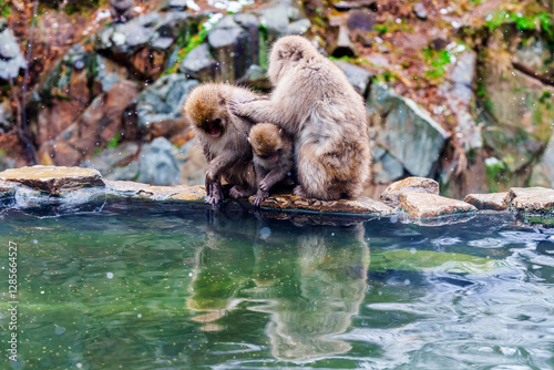 Snow Monkey