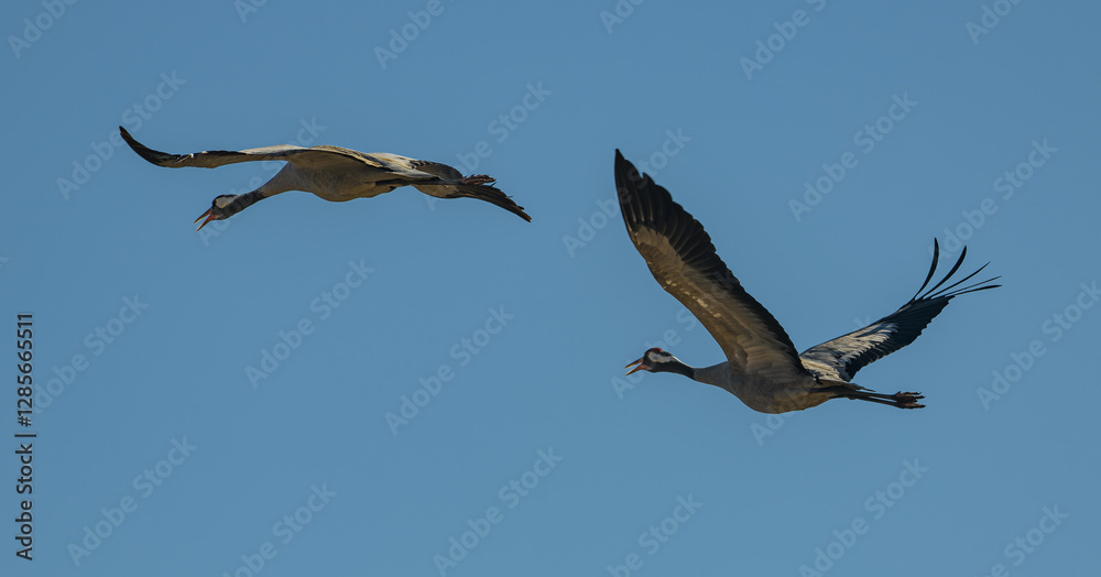 Fototapeta premium common Eurasian cranes (Grus grus) in flight