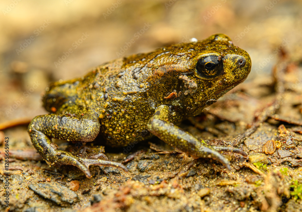 Obraz premium young European fire-bellied toad (Bombina bombina) on the ground