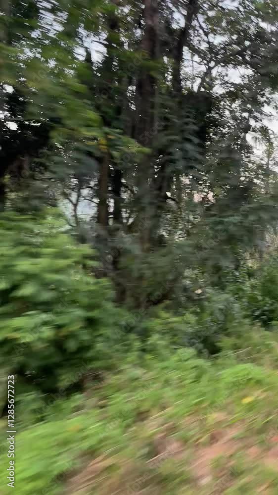 Train Ride Near Jungle, View of Lush Wilderness in Sri Lanka Train Ride Near Jungle, View of Lush Wilderness in Sri Lanka