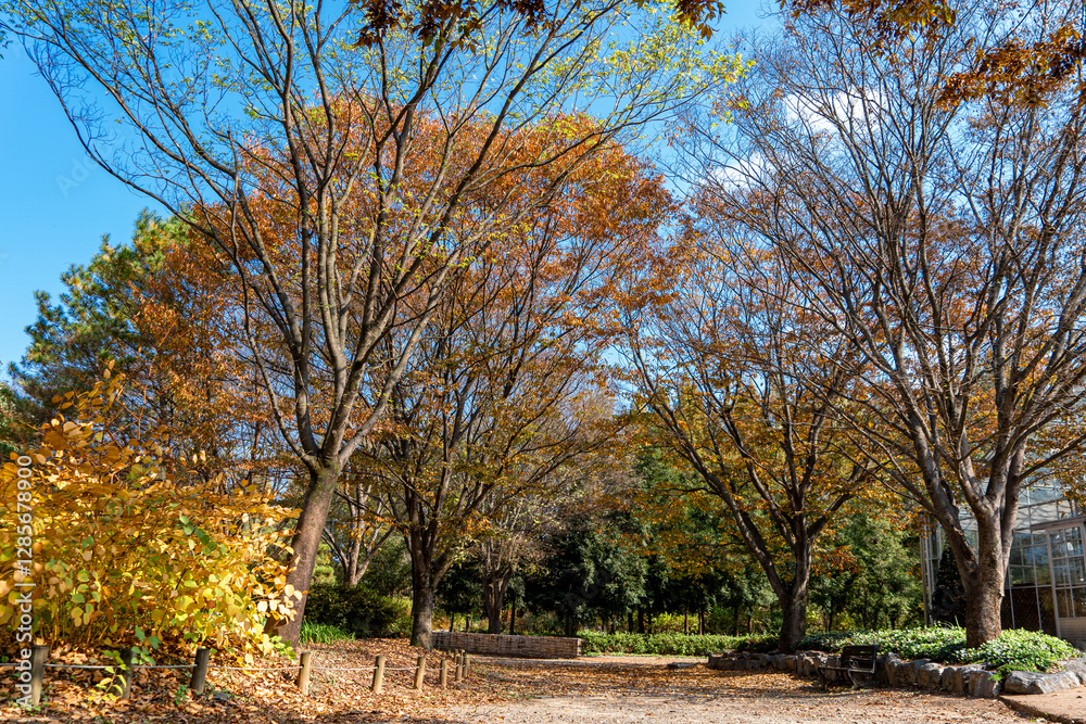 Autumn park with colorful trees with and falling leaves in the park Autumn park with colorful trees with and falling leaves in the park