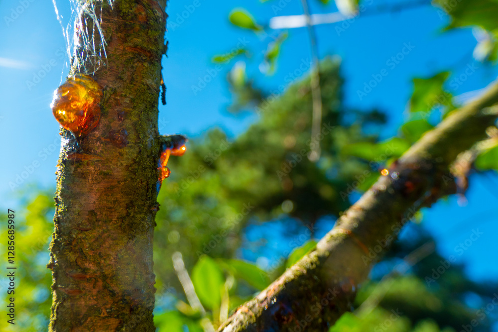 Amber yellow resin drop. Resin on the tree in orchard. Orange natural resin on a tree. High quality photo