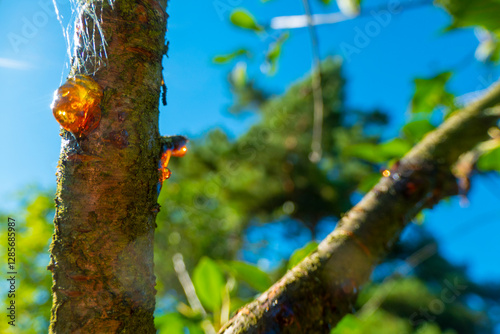 Obraz na płótnie Amber yellow resin drop. Resin on the tree in orchard. Orange natural resin on a tree. High quality photo w salonie