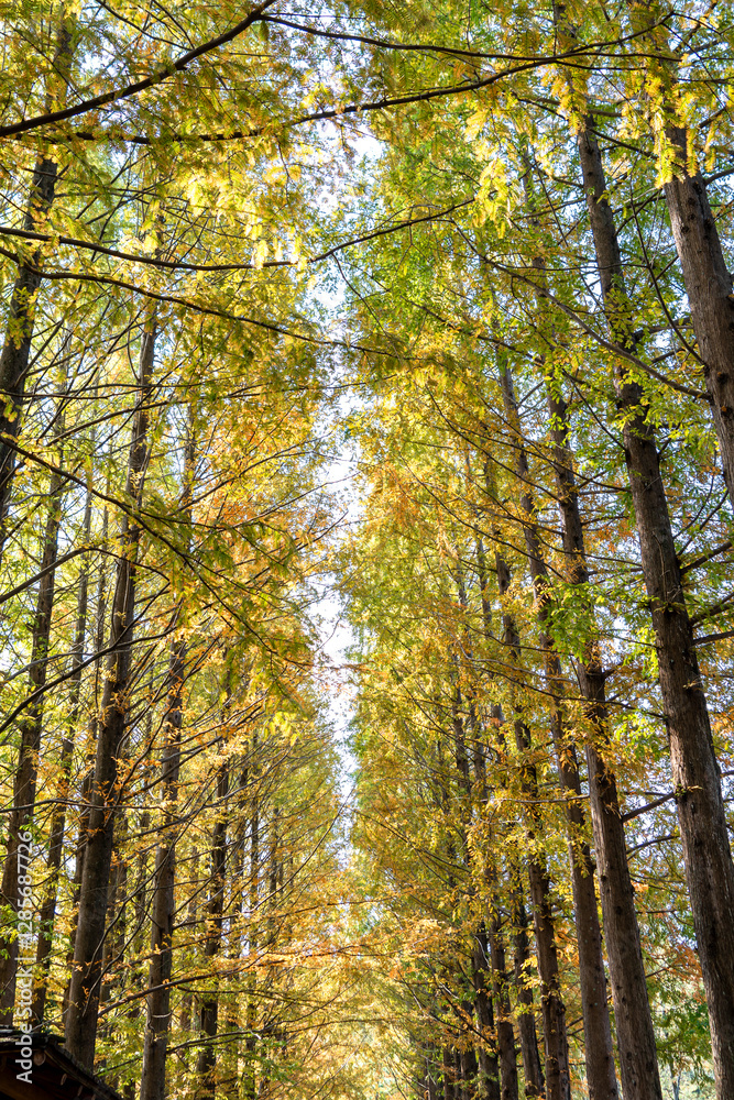 Autumn park with colorful trees with and falling leaves in the park Autumn park with colorful trees with and falling leaves in the park