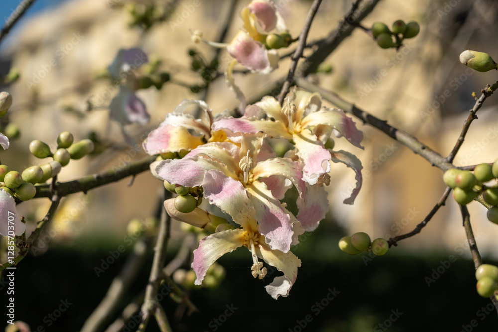 Exotic Ceiba speciosa silk floss tree flowers closeup Exotic Ceiba speciosa silk floss tree flowers closeup