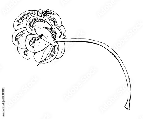 Cloudberry raspberry sloe fruit with leaves petals on receptacle stalk hand drawn vector ink, line ripe forest berry dewberry mulberry loganberry boysenberry. Botanical isolated element illustration