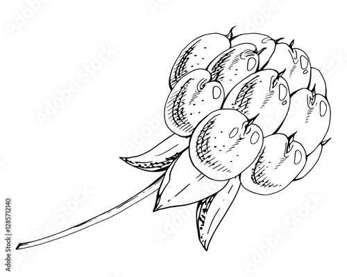Cloudberry raspberry sloe fruit on receptacle stalk with leaves petals, watercolor hand drawn, red ripe forest berry dewberry mulberry loganberry boysenberry. Botanical isolated element illustration